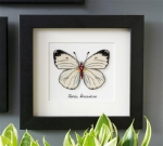 Witte vlinder