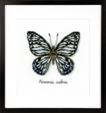 Blauwe vlinder